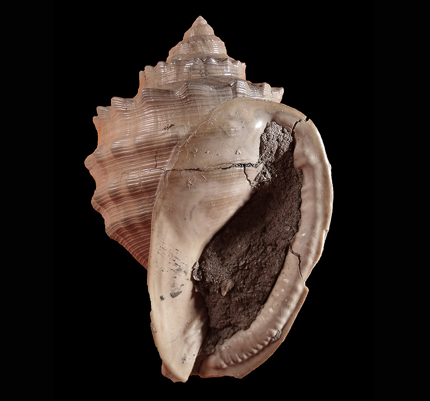 Galeodea echinophora (Linnaeus, 1758) (Mollusca - Gastropoda - Cassidae). Castellarquato (Piacenza). Pliocene. Oral view.