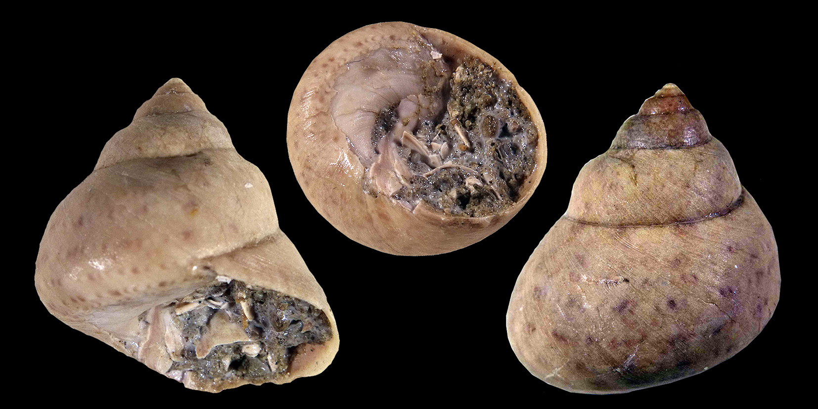 Phorcus articulatus (Lamarck, 1822) (Mollusca - Gastropoda - Trochidae). Tuscan Pliocene, Loc. Terre Rosse (Siena). Height 22 mm.