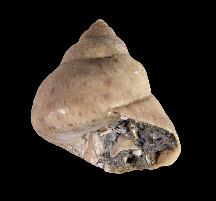 Phorcus articulatus (Lamarck, 1822) (Mollusca - Gastropoda - Trochidae). Tuscan Pliocene, Loc. Terre Rosse (Siena), oral, lateral view. Height 22 mm.