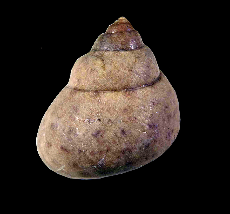 Phorcus articulatus (Lamarck, 1822) (Mollusca - Gastropoda - Trochidae). Tuscan Pliocene, Loc. Terre Rosse (Siena), lateral view. Height 22 mm.