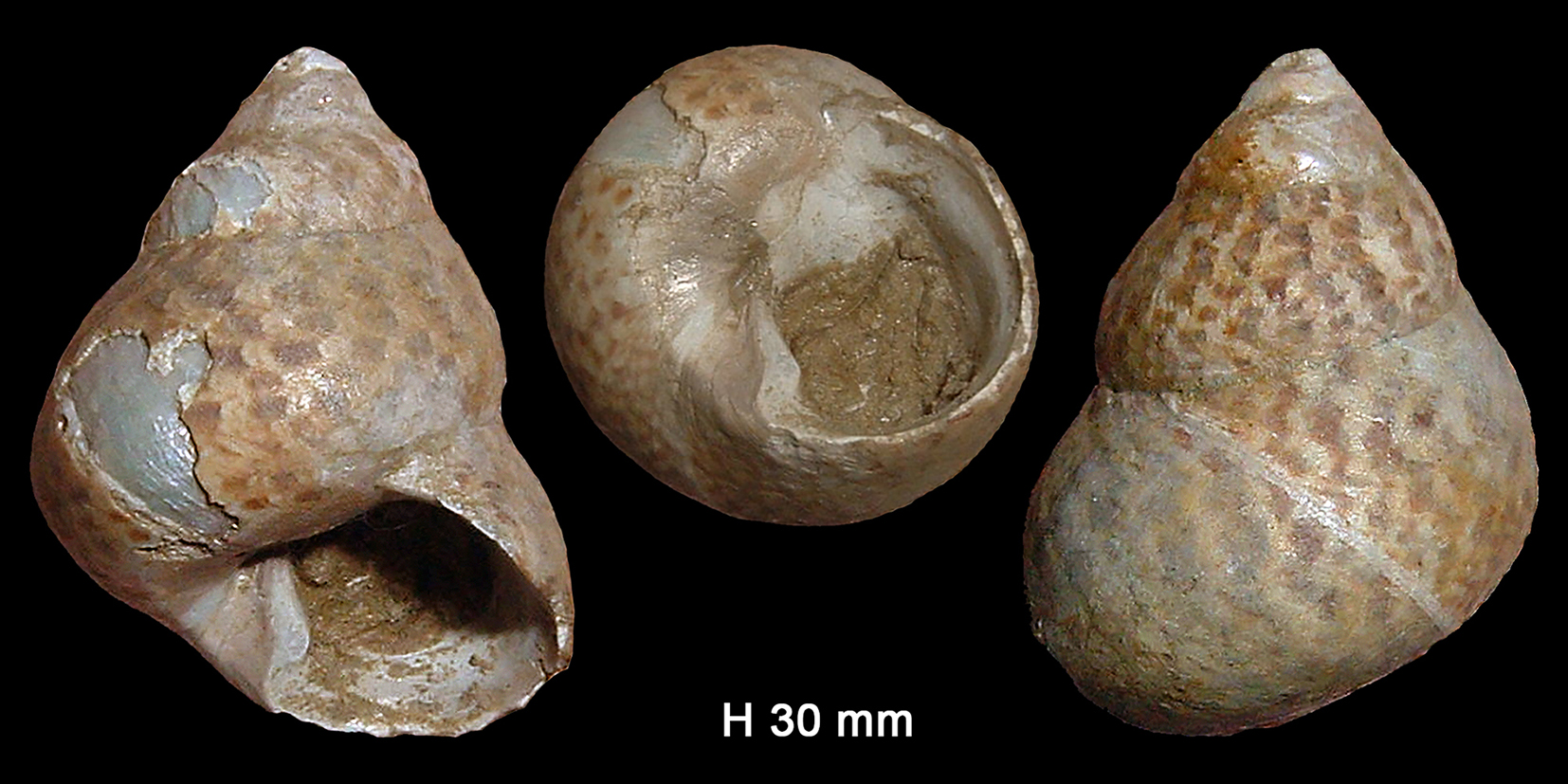 Phorcus turbinatus (Born, 1778)