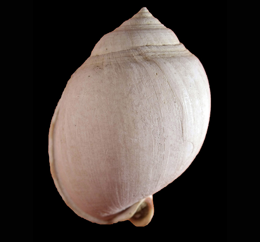 Semicassis laevigata (Defrance, 1817) (Mollusca - Gastropoda - Cassidae). San Gimignano (Siena). Pliocene. Dorsal view.