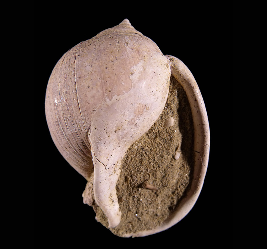 Semicassis laevigata (Defrance, 1817) (Mollusca - Gastropoda - Cassidae). San Gimignano (Siena). Pliocene. Oral view.