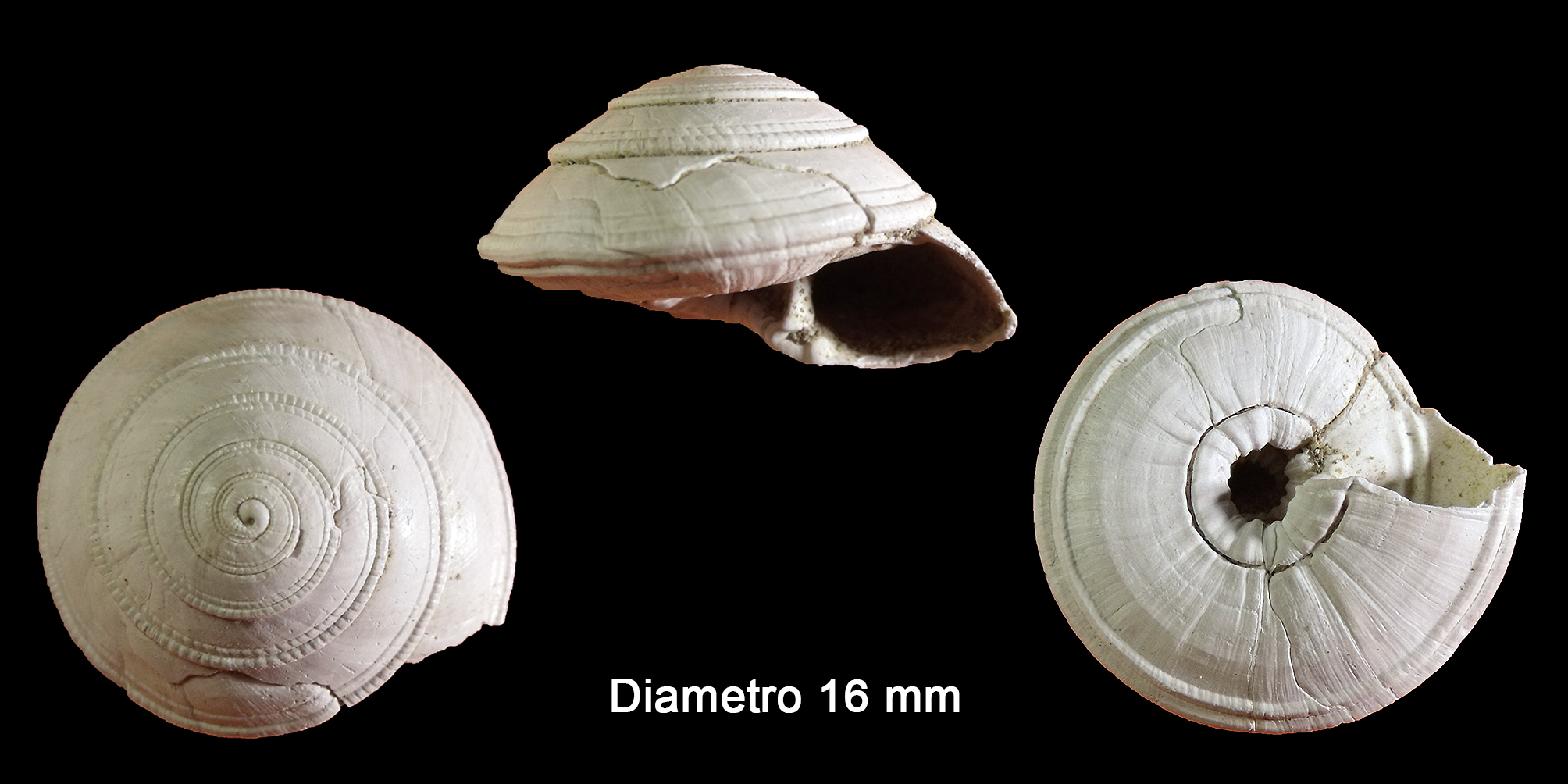 Basisulcata simplex (Bronn, 1831) (Mollusca - Gastropoda - Architectonicidae). Ciuciano (Siena). Pliocene. Diameter 16 mm.