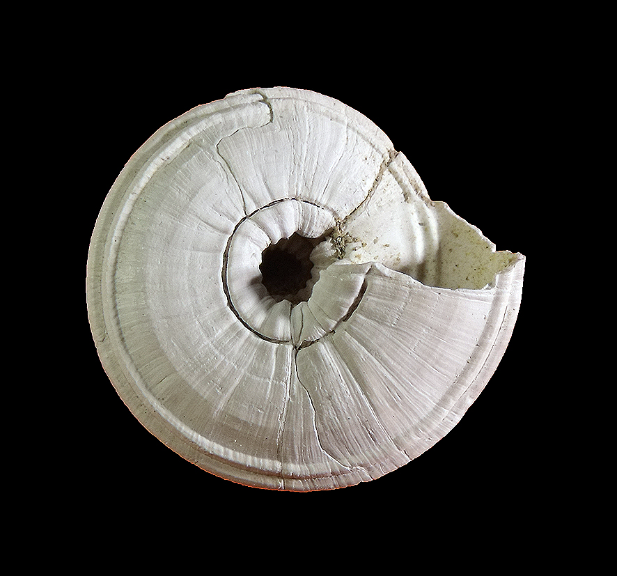 Basisulcata simplex (Bronn, 1831) (Mollusca - Gastropoda - Architectonicidae)Ciuciano (Siena). Pliocene. Basal view, Diameter 16 mm.