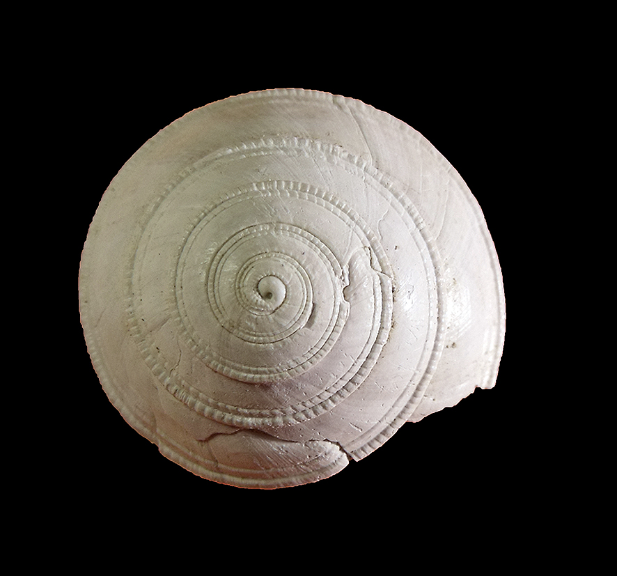 Basisulcata simplex (Bronn, 1831) (Mollusca - Gastropoda - Architectonicidae)Ciuciano (Siena). Pliocene. Apical view, Diameter 16 mm.