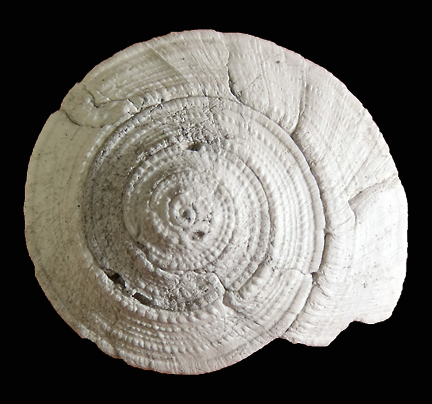 Discotectonica emiliae (Semper, 1861) (Mollusca - Gastropoda - Architectonicidae). Monsindoli (Siena). Pliocene. Apical view, Diameter 6 mm