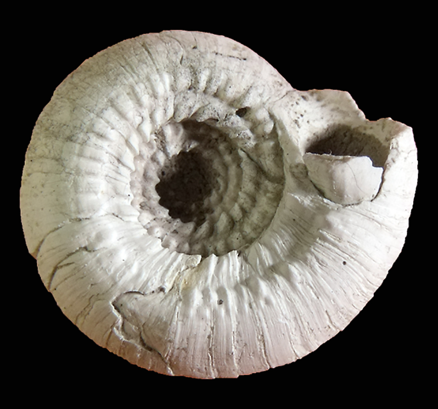 Discotectonica emiliae (Semper, 1861) (Mollusca - Gastropoda - Architectonicidae). Monsindoli (Siena). Pliocene. Basal view, Diameter 6 mm