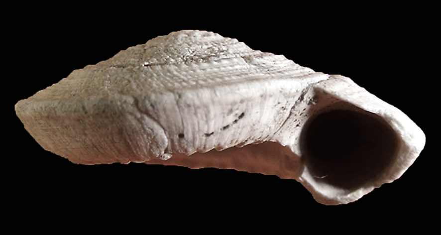 Discotectonica emiliae (Semper, 1861) (Mollusca - Gastropoda - Architectonicidae). Monsindoli (Siena). Pliocene. Lateral view, Diameter 6 mm