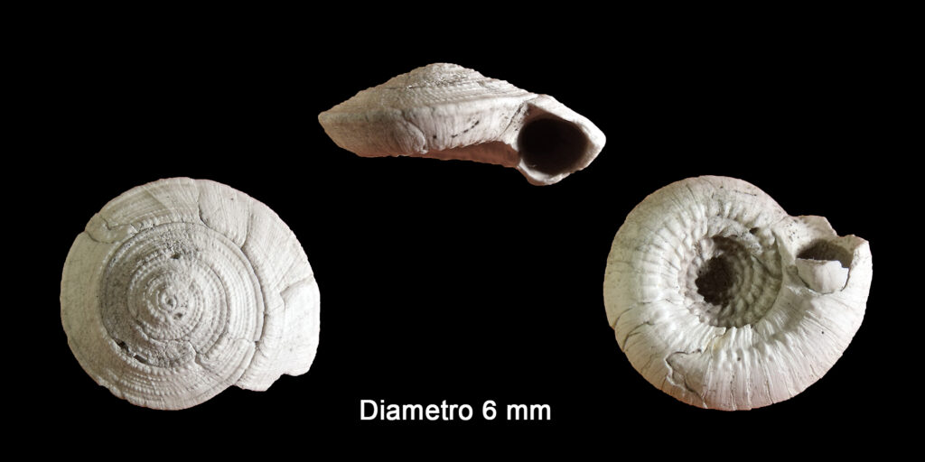 Discotectonica emiliae (Semper, 1861) (Mollusca - Gastropoda). Monsindoli (Siena). Pliocene.