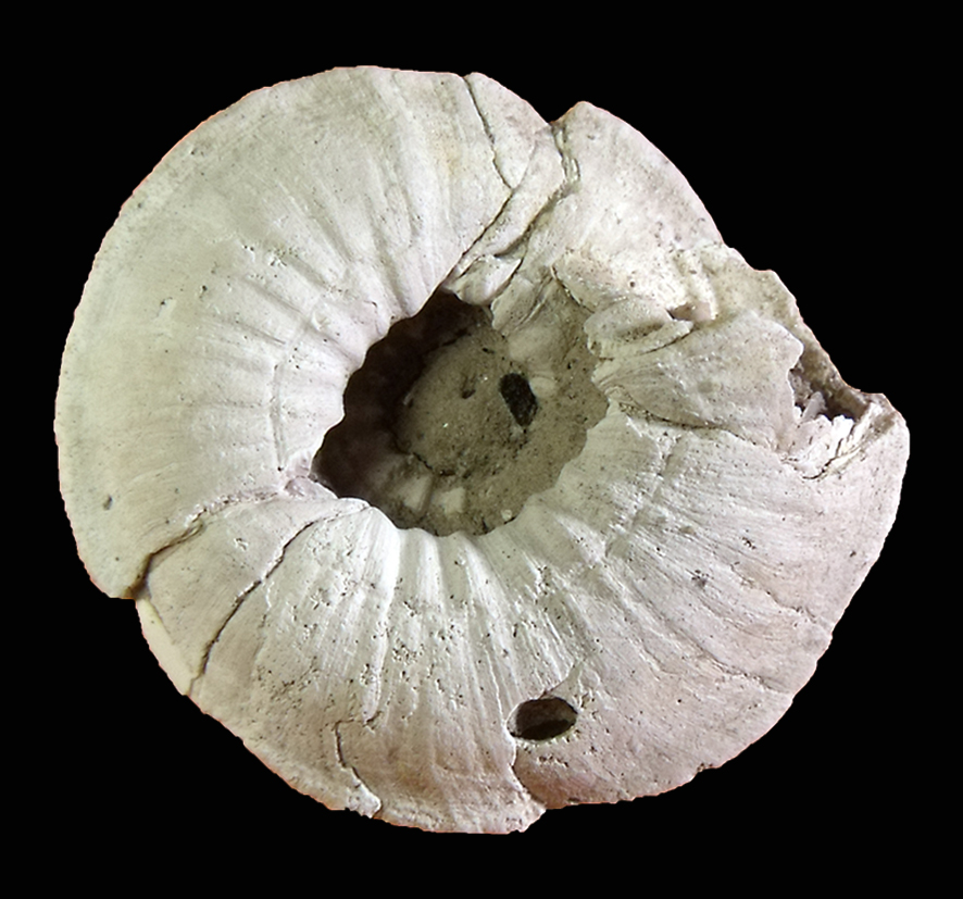 Discotectonica pseudoperspectiva (Brocchi, 1814). (Mollusca - Gastropoda - Architectonicidae). Orciano Pisano (Pisa) Tuscany. Pliocene. Basal view.