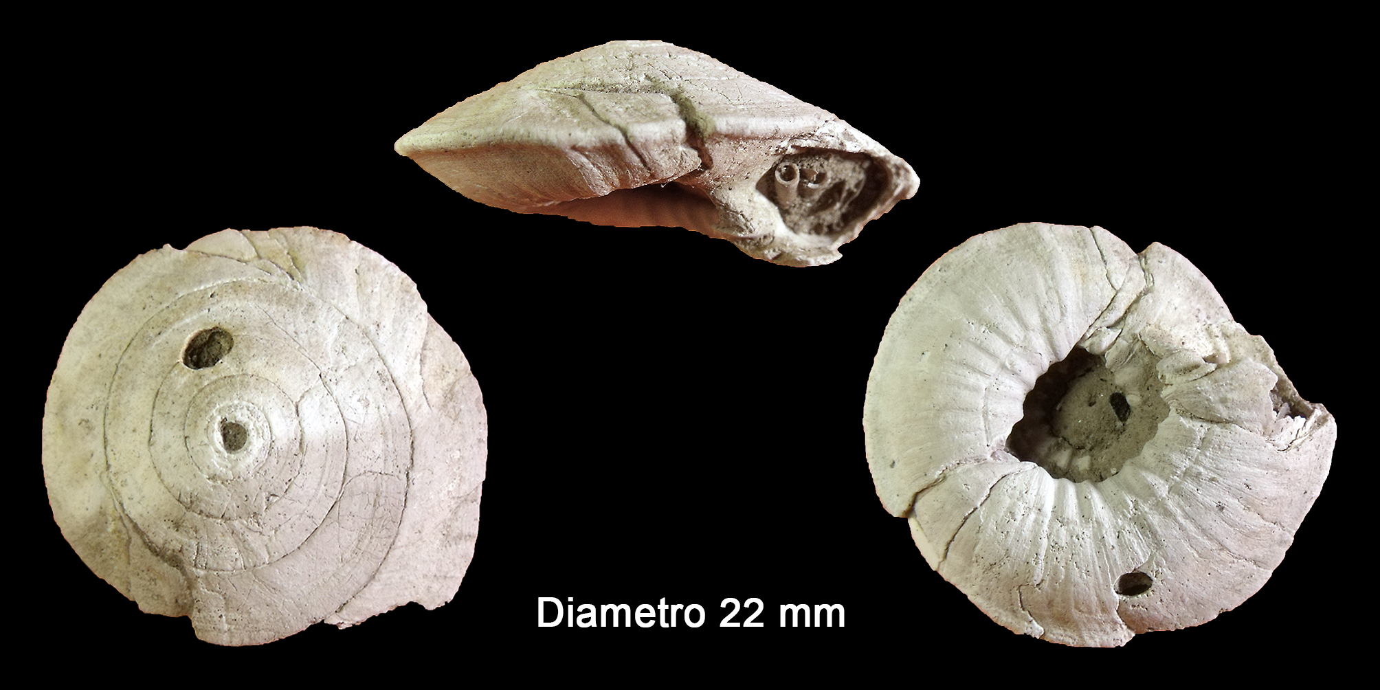 Discotectonica pseudoperspectiva (Brocchi, 1814) (Mollusca - Gastropoda - Architectonicidae). Orciano Pisano (Pisa). Tuscany.. Pliocene.