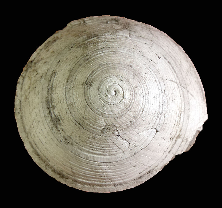 Discotectonica semisquamosa (Bronn, 1831) (Mollusca - Gastropoda - Architectonicidae). Pliocene. Apical view