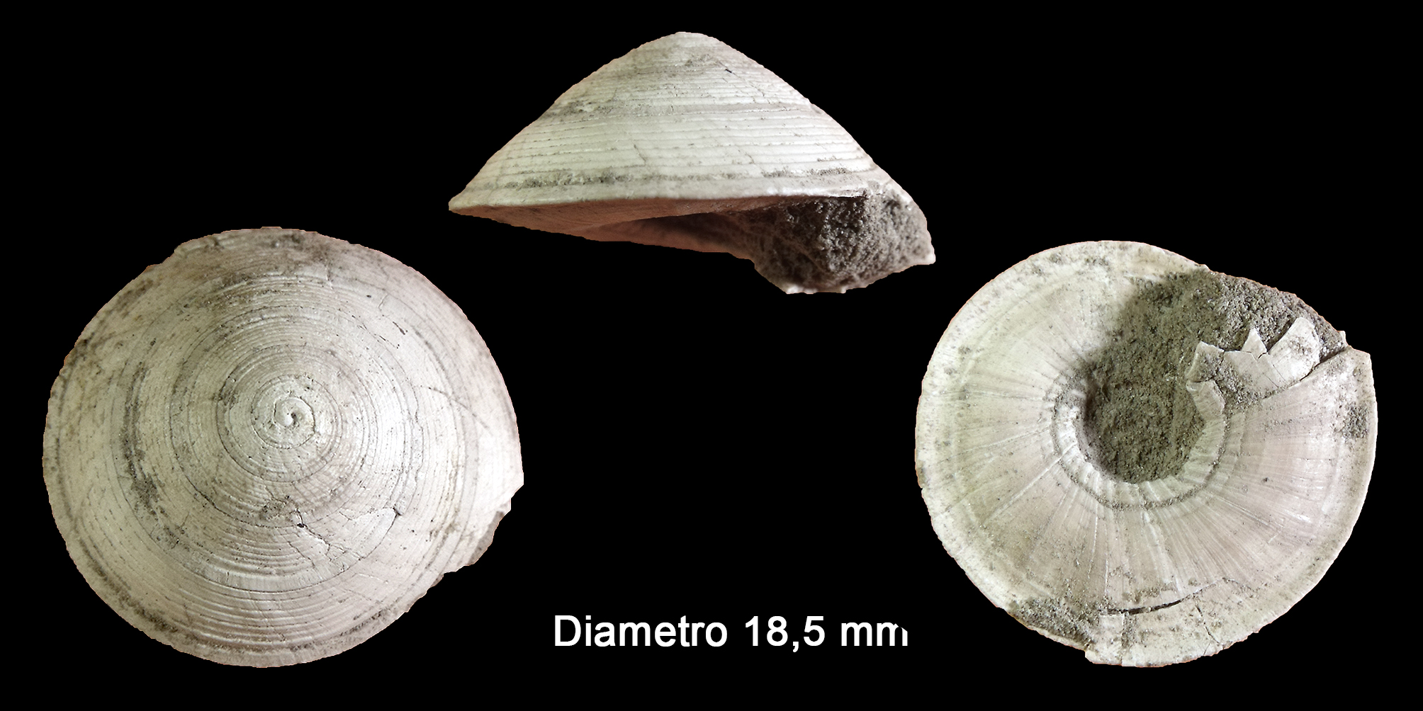 Discotectonica semisquamosa (Bronn, 1831) (Mollusca - Gastropoda - Architectonicidae ). Orciano Pisano (Pisa). Pliocene.