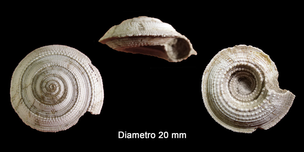 Granosolarium millegranum (Lamarck,1822) (Mollusca - Gastropoda - Architectonicidae). Orciano Pisano. Pliocene