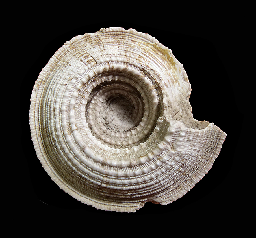 Granosolarium millegranum (Lamarck, 1822) (Mollusca - Gastropoda - Architectonicidae). Senese Basin, Guistrigona. Pliocene. Basal view.