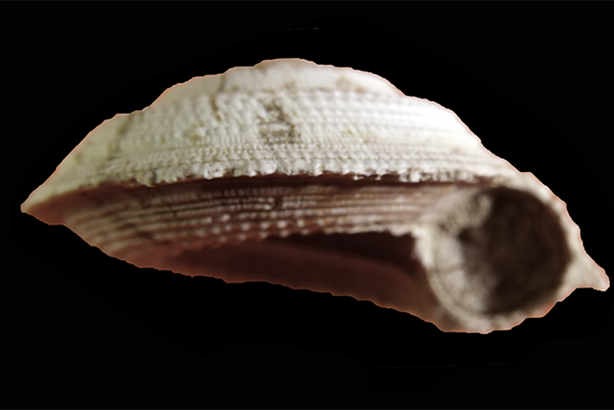 Granosolarium millegranum (Lamarck, 1822) (Mollusca - Gastropoda - Architectonicidae). Senese Basin, Guistrigona. Pliocene. Lateral view.