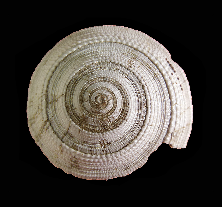 Granosolarium millegranum (Lamarck, 1822) (Mollusca - Gastropoda - Architectonicidae). Senese Basin, Guistrigona. Pliocene. Apical view.