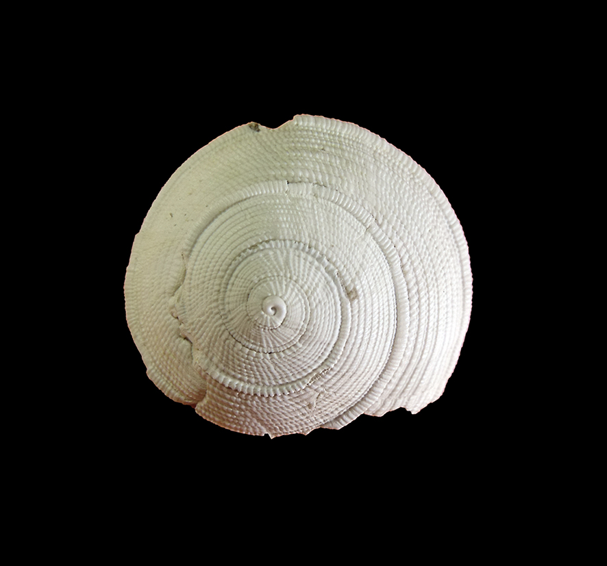 Solatisonax contextus (G. Seguenza, 1876). (Mollusca - Gastropoda - Architectonicidae). Pliocene. Orciano Pisano (Tuscany). Apical view