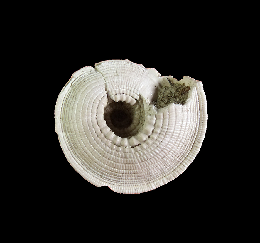 Solatisonax contextus (G. Seguenza, 1876). (Mollusca - Gastropoda - Architectonicidae). Pliocene. Orciano Pisano (Tuscany). Basal view