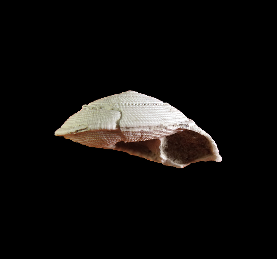 Solatisonax contextus (G. Seguenza, 1876). (Mollusca - Gastropoda - Architectonicidae). Pliocene. Orciano Pisano (Tuscany). Lateral view