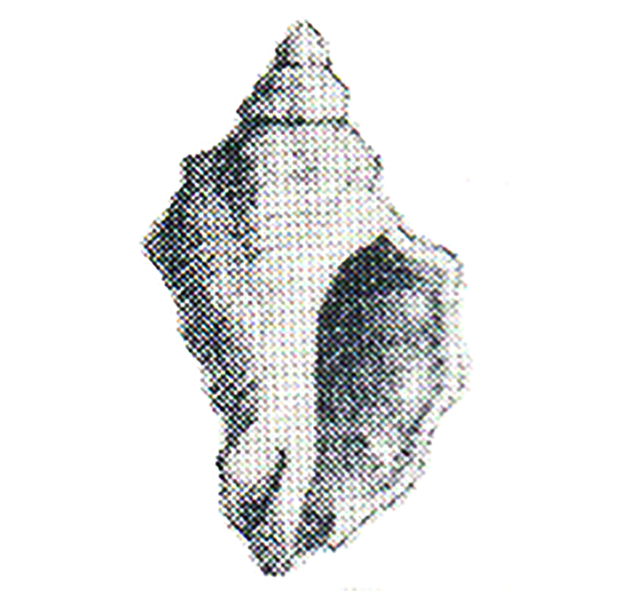 Purpura producta Bellardi, 1883. vezza d'Alkba. Pliocene.