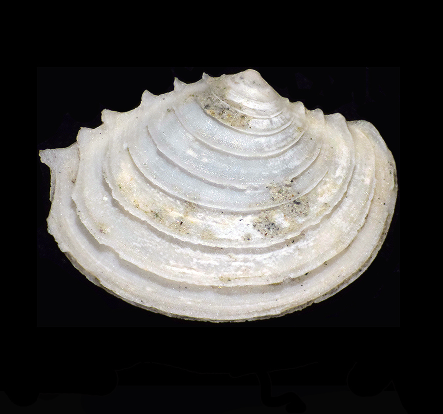 Myrtea spinifera (Montagu, 1803) (Mollusca - Bivalvia - Lucinidae). juv. specimen. Orciano Pisano (Pisa) Tuscany. Pliocene. Dorsal view.