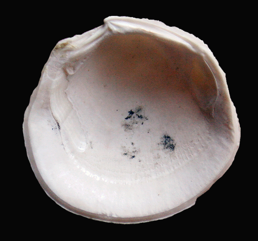 Myrtina meneghini</em> (De Stefani &amp; Pantanelli, 1878). (Mollusca - Bivalvia - Lucinidae). Orciano Pisano (Pisa) Tuscany., Pliocene. Ventral view.