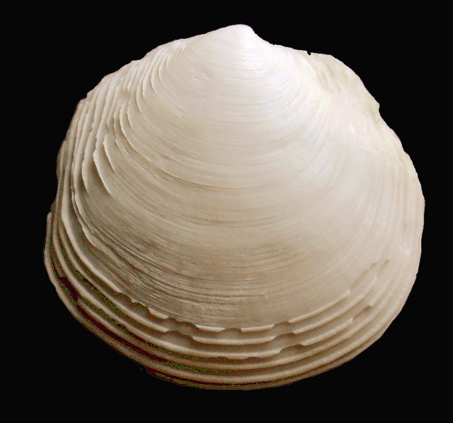 Myrtina meneghini (De Stefani & Pantanelli, 1878). (Mollusca - Bivalvia - Lucinidae). Orciano Pisano (Pisa) Tuscany., Pliocene. Dorsal view.