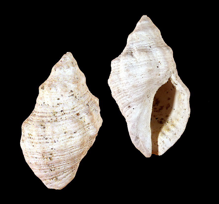 Thais producta (Bellardi, 1882) (Mollusca - Gastropoda - Muricidae). Acqua Calda (Siena). Bacino senese. Pliocene, Height 18 mm.