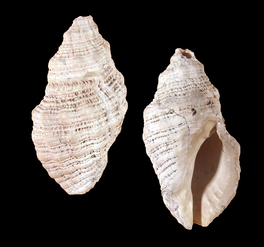 Thais producta (Bellardi, 1882) (Mollusca - Gastropoda - Muricidae). Acqua Calda (Siena). Bacino senese. Pliocene. Height 19 mm.