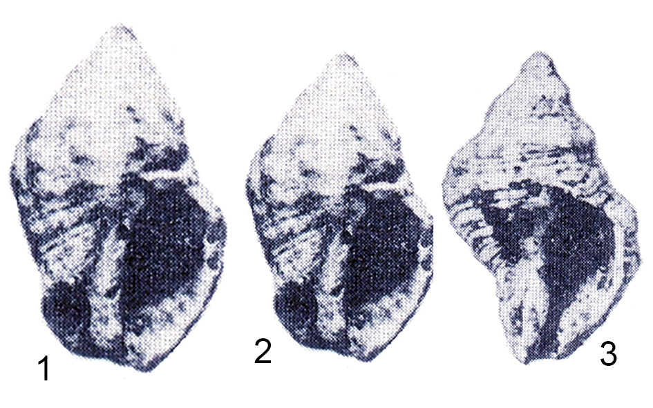 Varietà A, Bellardi = Purpura producta var. angulatissima Sacco, 1890