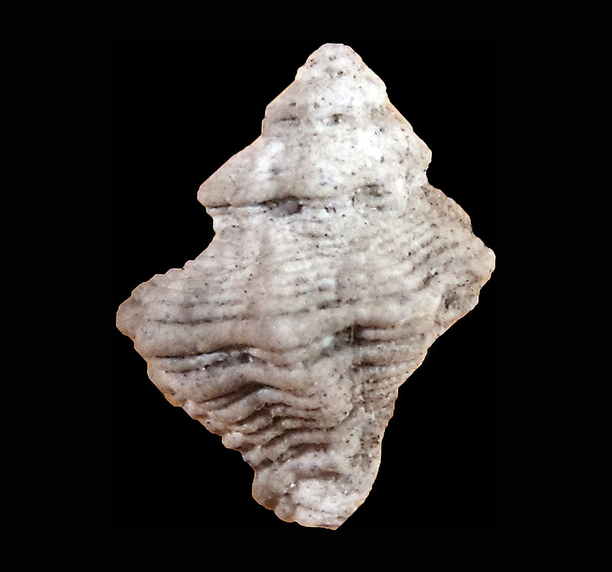 Coralliophila canaliculata (Bellardi, 1872) (Mollusca - Gastropoda - Muricidae). Montenero (Grosseto), Val d'Orcia Basin. Lower Pliocene (Zanclean). Aboral view, height 15 mm.