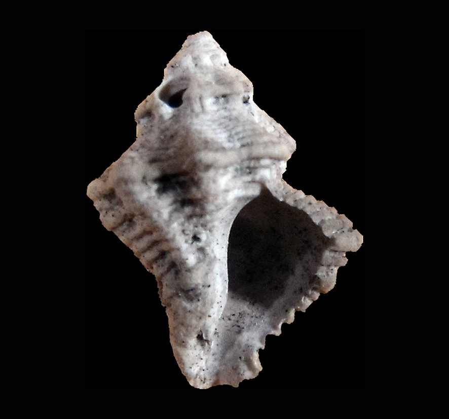 Coralliophila canaliculata (Bellardi, 1872) (Mollusca - Gastropoda - Muricidae). Montenero (Grosseto). Val d'Orcia Basin. Lower Pliocene (Zanclean). Oral view, height 15 mm.