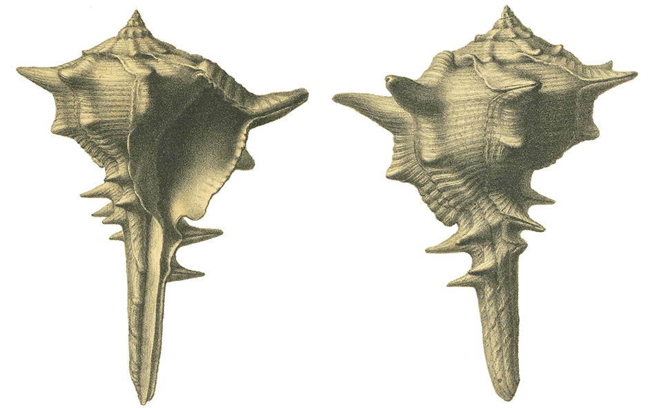 DAncona Murex pseudobrandaris 2 fig 1ab