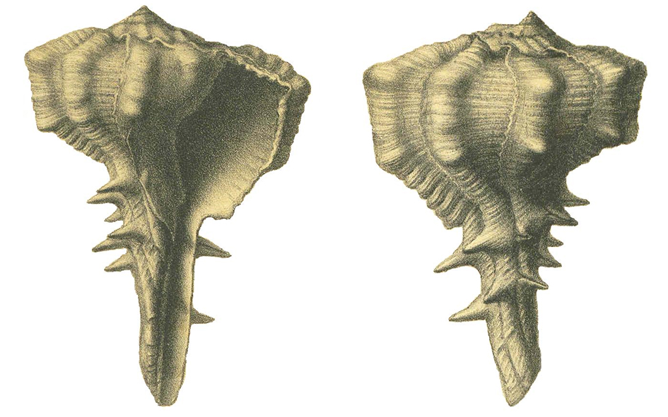 DAncona Murex pseudobrandaris 2 fig 2ab