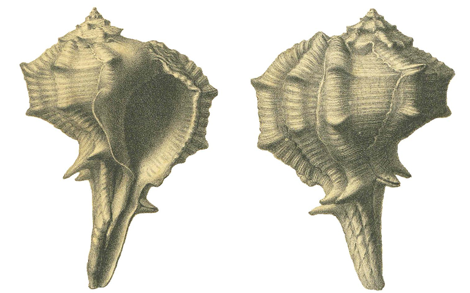 DAncona Murex pseudobrandaris 2 fig 7ab