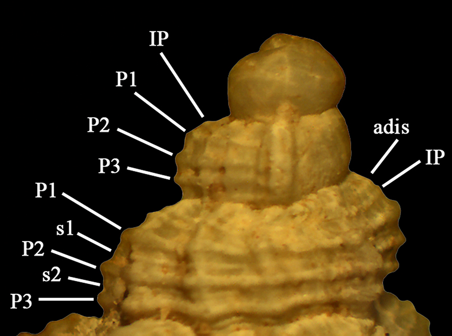 Hexaplex dumosus spiral cords