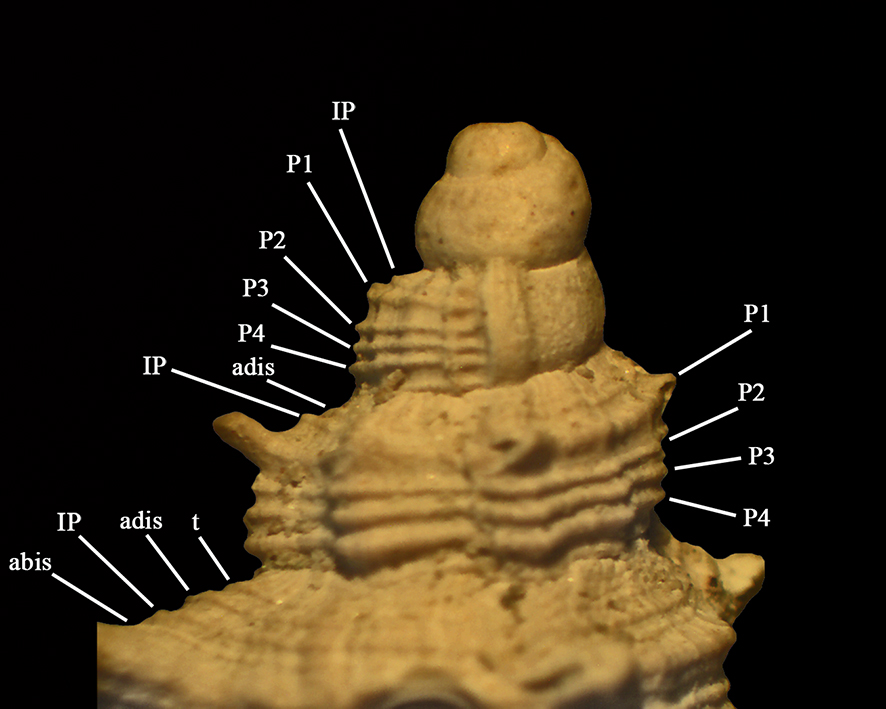 H. praeduplex corde spirali