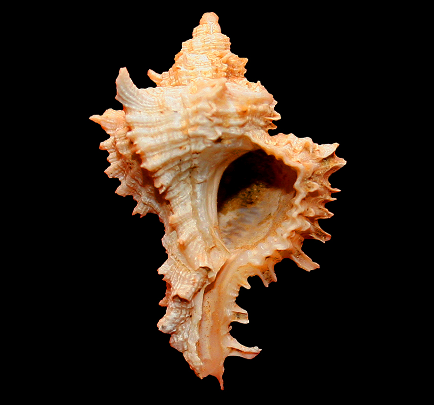 Hexaplex dumosus De Stefani, 1875. (Mollusca - Gastropoda - Muricidae) Altavilla (Palermo). Pliocene (Piacenzian). Oral side.