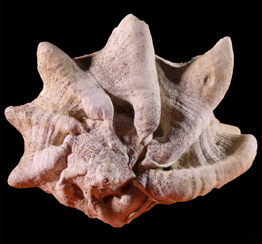 Bolinus brandaris torularius (Lamarck, 1822) (Mollusca - Gastropoda). Freak shell. Certaldo Firenze. Pliocene. Apical view. Height 65 mm.