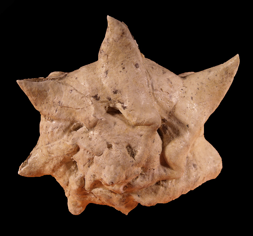 Bolinus brandaris torularius Lamarck, 1822. Surroundings of San Gimignano (Siena). Pliocene. Apical view. Height 70 mm.