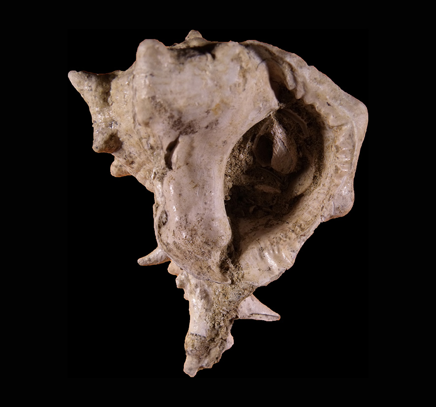 Bolinus brandaris torularius Lamarck, 1822. Pliocene. Oral view. Height 70 mm.