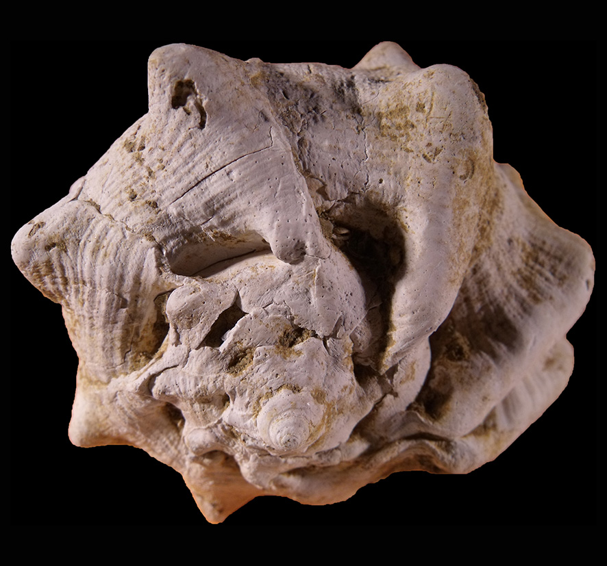 Bolinus brandaris torularius (Lamarck, 1822) (Mollusca - Gastropoda). Ciuciano, surroundings of San Gimignano (Siena). Pliocene. Apical view. Height 72 mm.