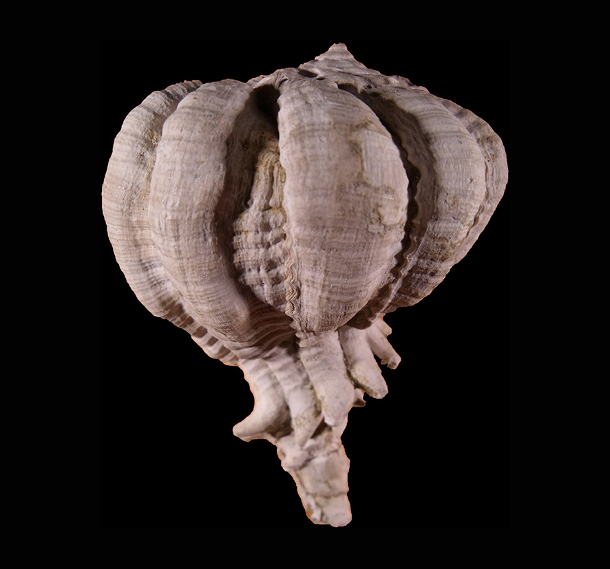 Bolinus brandaris torularius (Lamarck, 1822) (Mollusca - Gastropoda). Certaldo (Firenze). Pliocene. Aboral view. Height 68 mm.