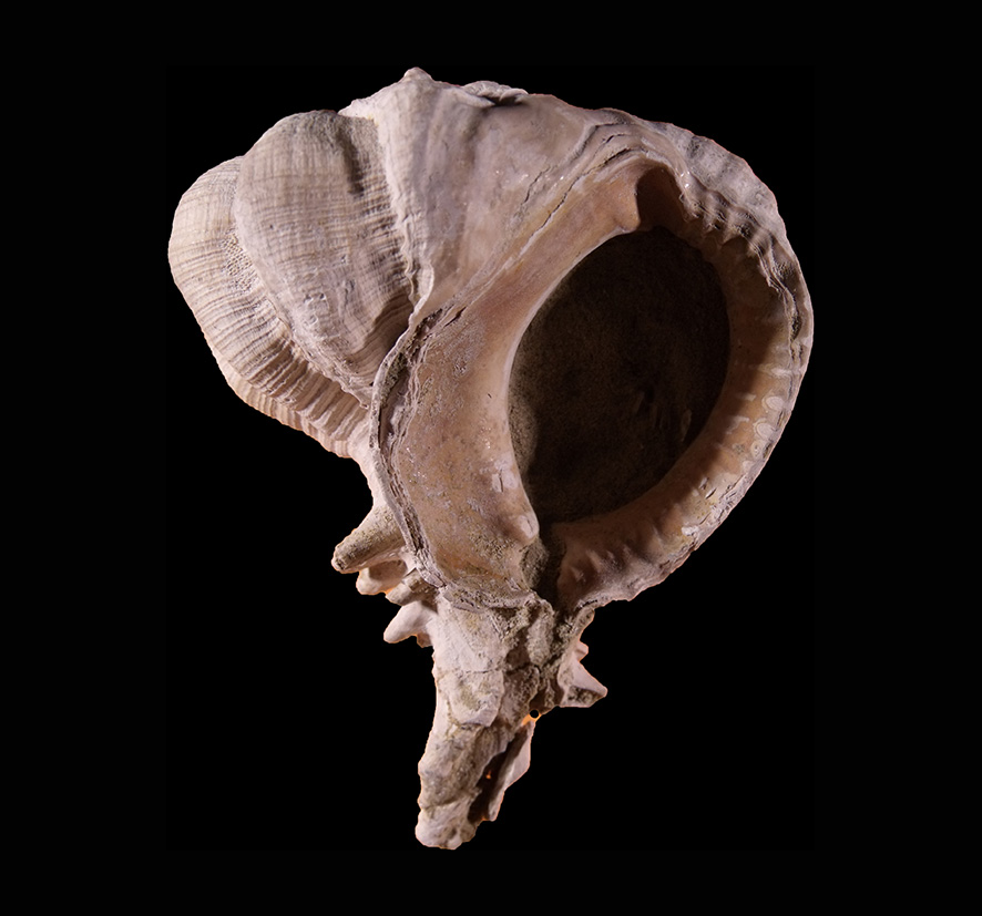 Bolinus brandaris torularius (Lamarck, 1822) (Mollusca - Gastropoda). Certaldo (Firenze). Pliocene. Oral view. Height 68 mm.