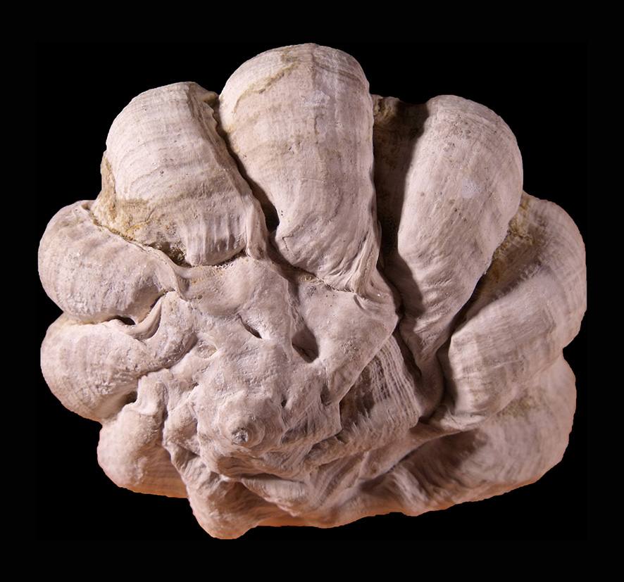 Bolinus brandaris torularius (Lamarck, 1822) (Mollusca - Gastropoda). Certaldo (Firenze). Pliocene. Apical view. Height 68 mm.