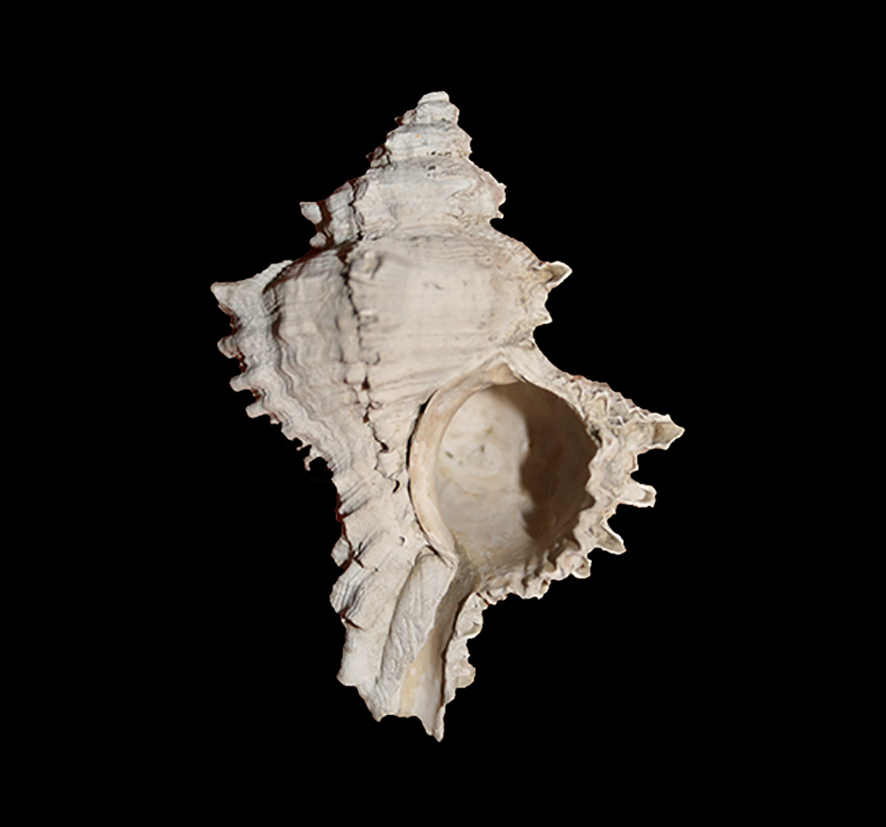 Hexaplex praeduplex Landau, Houart & Marques Da Silva, 2007. (Mollusca - Gastropoda - Muricidae). Località Lupignano (Siena). Pliocene, height 66 mm. Oral view.