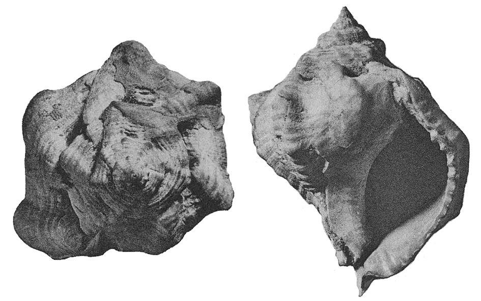 Bolinus brandaris torularius Montanaro-Gallitelli, 1935. Miocene