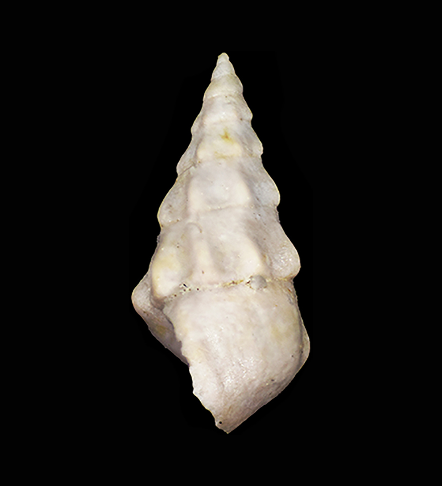 Rissoa sarae Brunetti, Cresti & Forli, 2017. Holotype, lateral view, 4 mm.